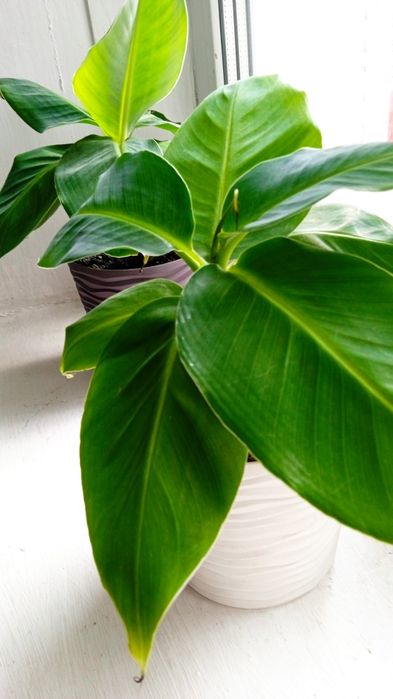 Банан кімнатний карликовий