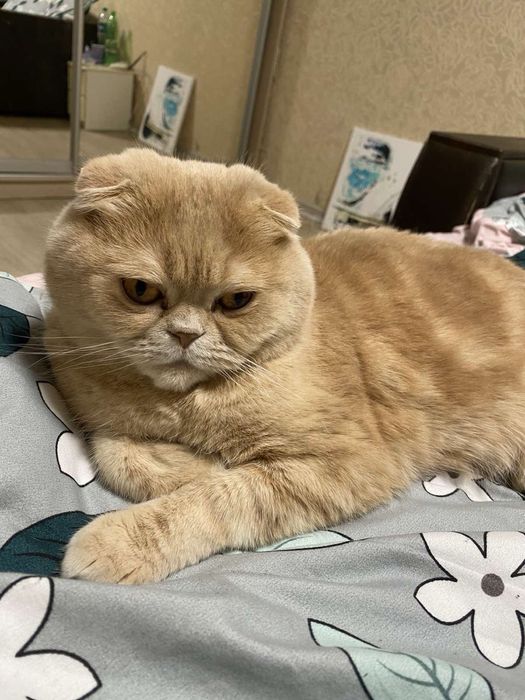 Віддам в добрі руки