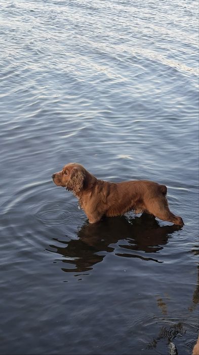 В’язка кабель англійський спаніель 2,5 роки