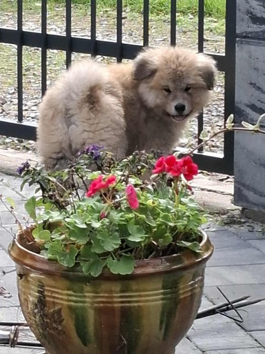 Akita Inu szczeniak
