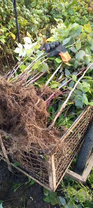 Sadzonki malin-ogromne ,bardzo smaczne owoce Różne odmiany