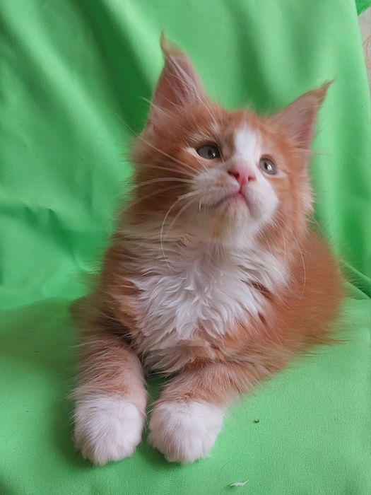 Мейн-куни  - чистопородні велетні