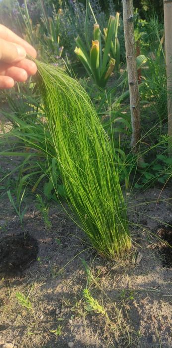 Stipa trawa ostnica
