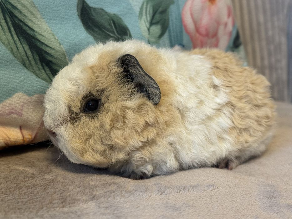 Cudny Samiec Świnka Morska Kawia Domowa Teddy US