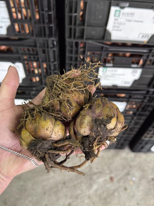 Продам цибулини лілій після зрізу