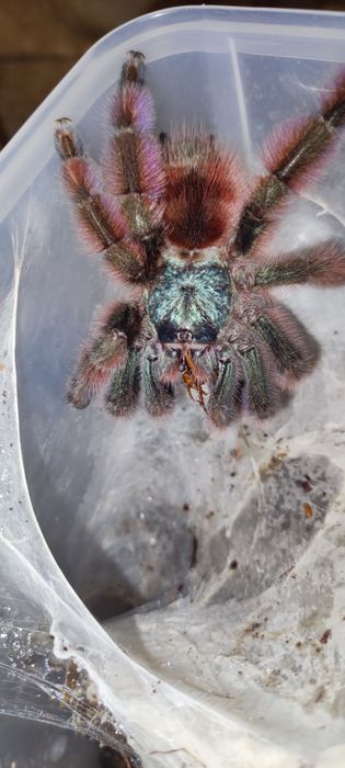 Lasiocyano sazimai,Caribena versicolor samice