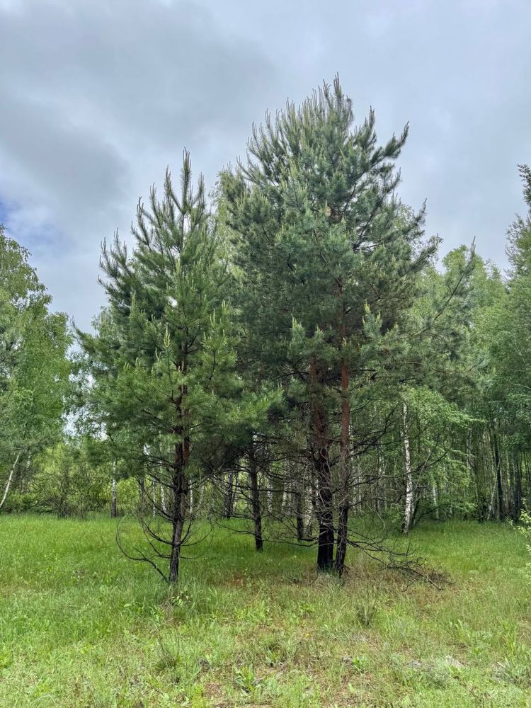 ‼️ Терміново Земельна ділянка 14 га с. Королівка