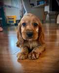 Cocker Spaniel Angielski – Śliczny