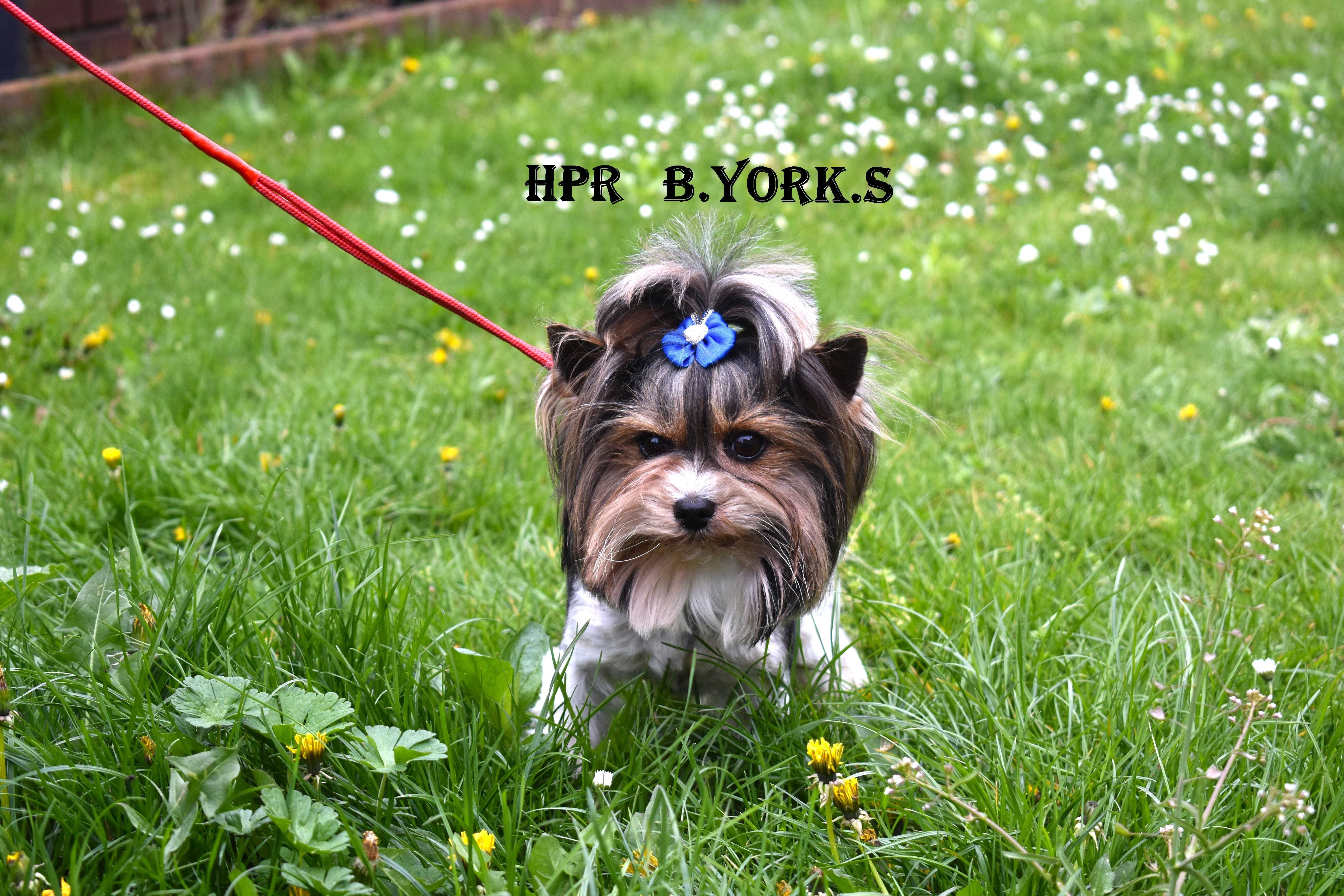 Piesek Biewer Yorkshire Terrier do adopcji