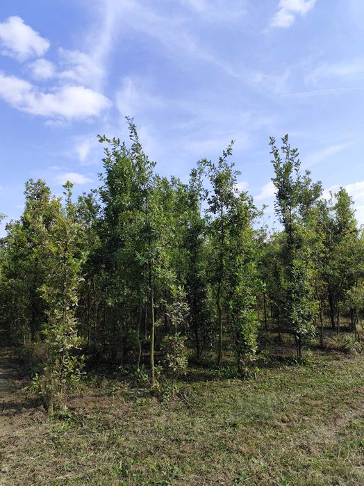 Dąb zwyczajny, Quercus robur, obwód pnia 8-10 cm