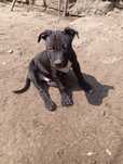 Szczeniak American Pitbull terier piesek