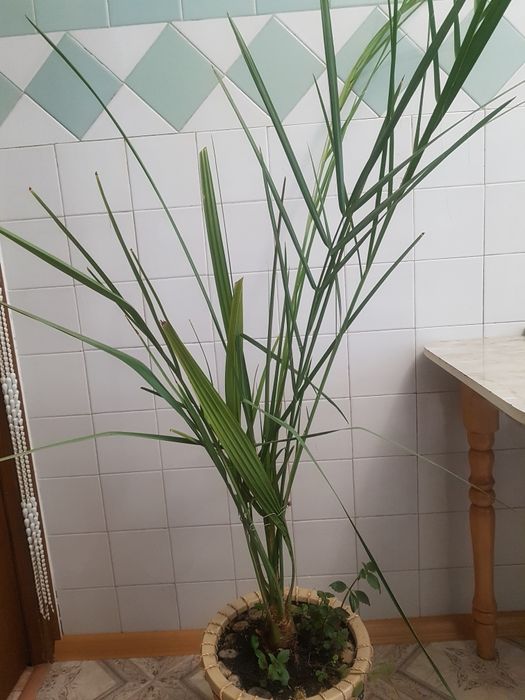 Фінікова пальма, 180 см