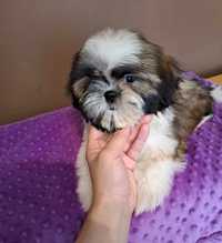 Szczenieta shih tzu