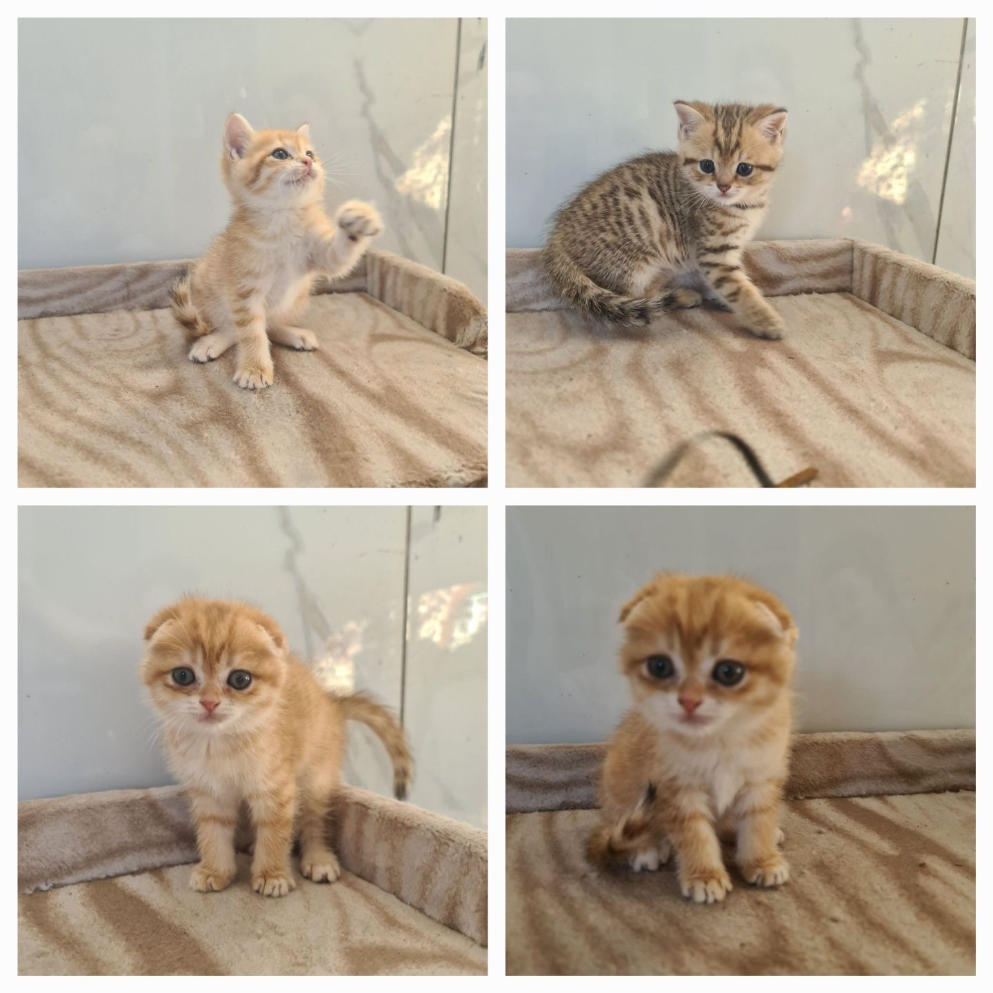 Котята, от золотой мамы.