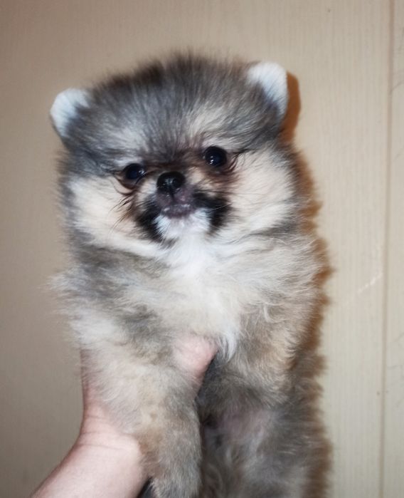 Щенки померанского шпица девочка