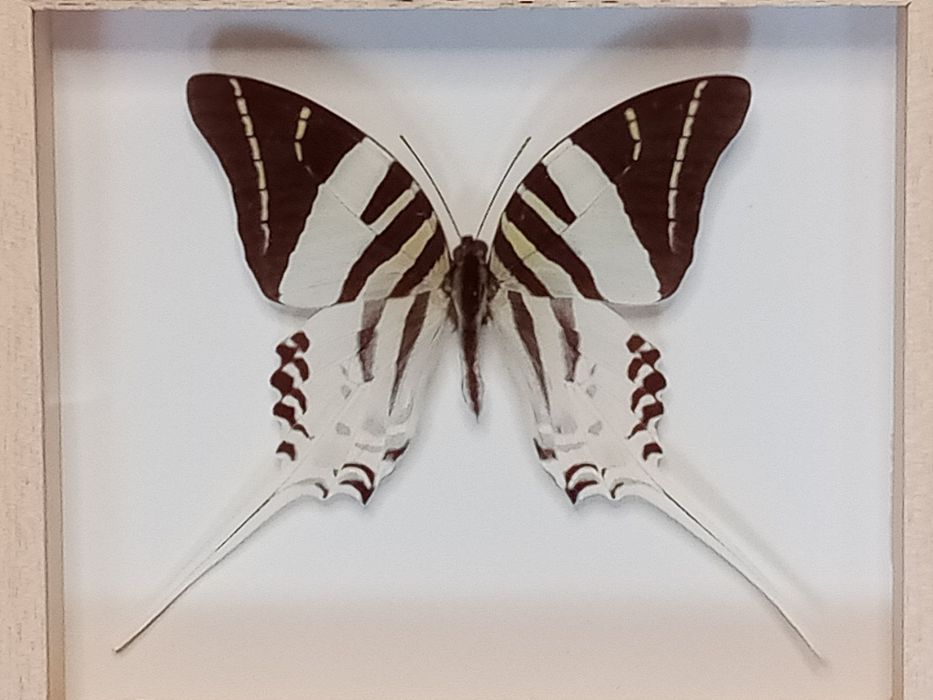 Motyl w ramce 16x14 cm . Graphium androcles .