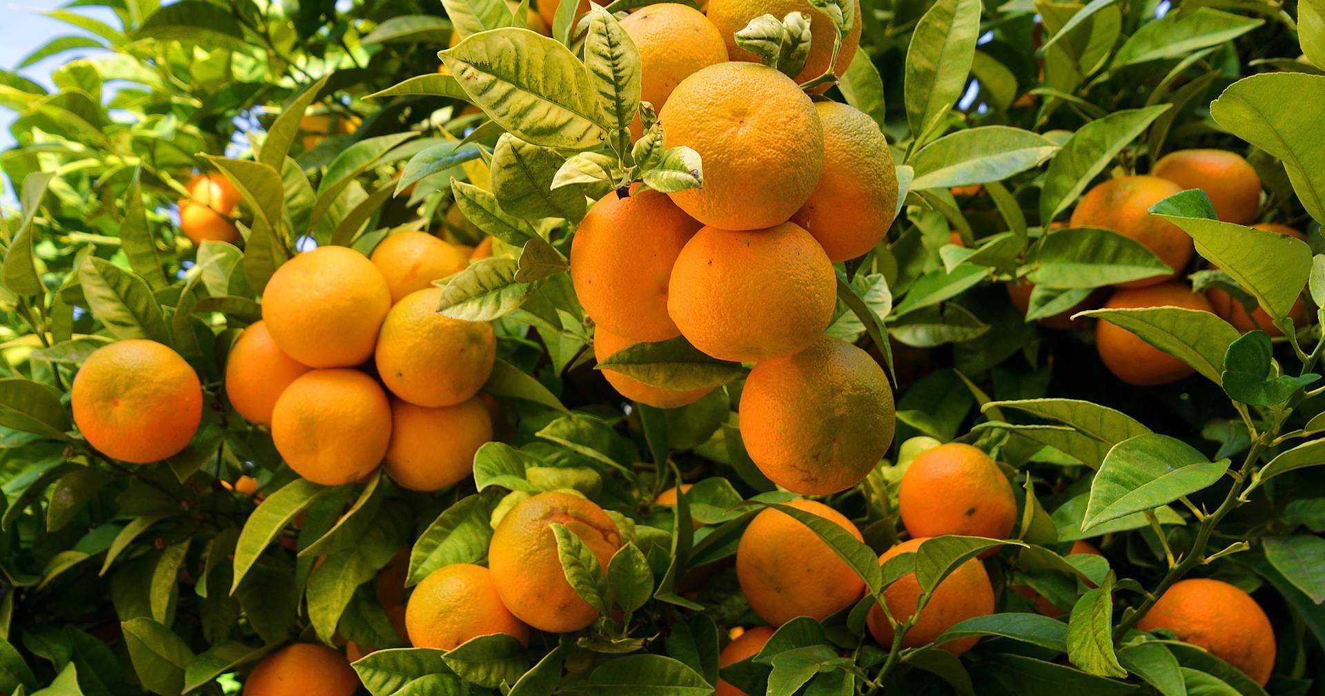 Laranjas e limoes