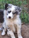 Piesek Boreder Collie Blue Merle ZKWP/FCI
