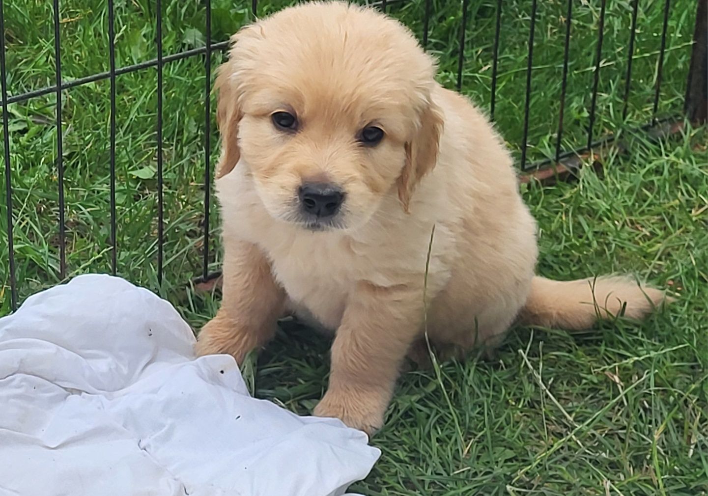 Golden retriever pies samiec 4 pokoleniowy rodowód badania