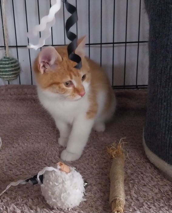 Cudowny Rio szuka domu