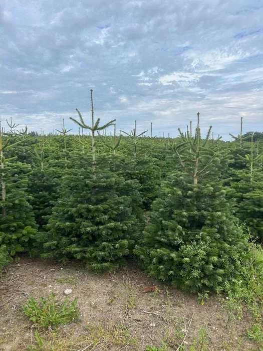 Choinki żywe z dostawą | Jodły kaukaskie prosto z plantacji | Do 2,5 m