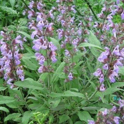 Шавлія лікарська