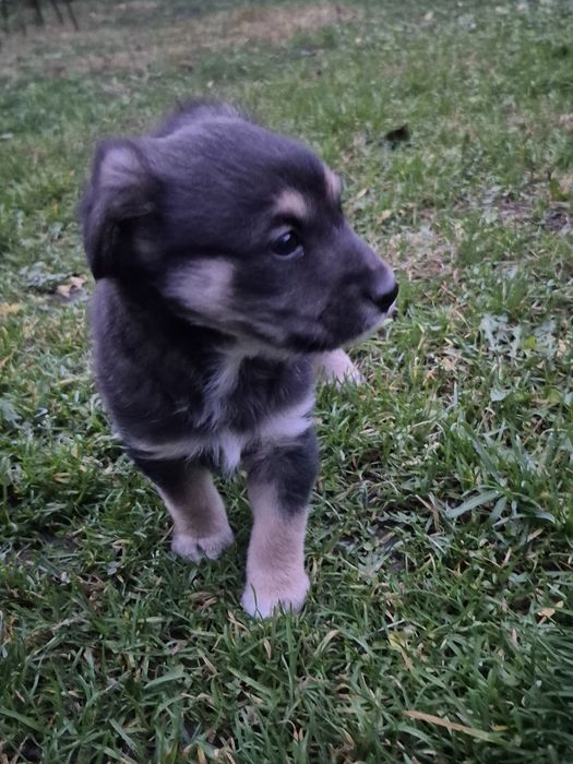 Віддам цуценятко ,дворняжка