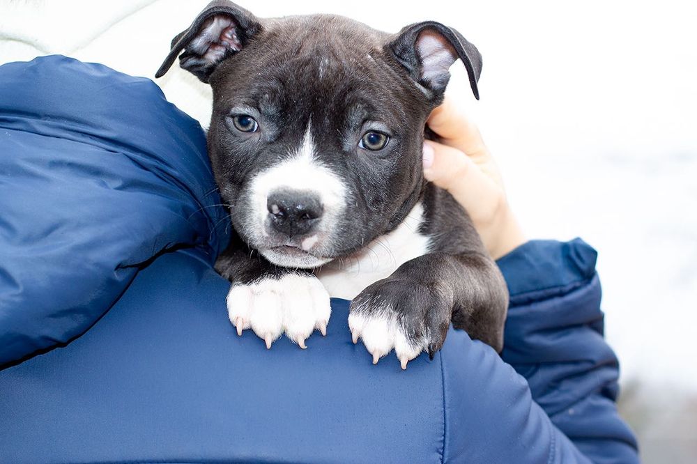 Долгожданные малыши ам.стаффа с родословной ..