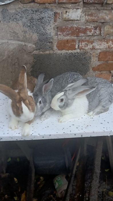 Sprzedam króliki