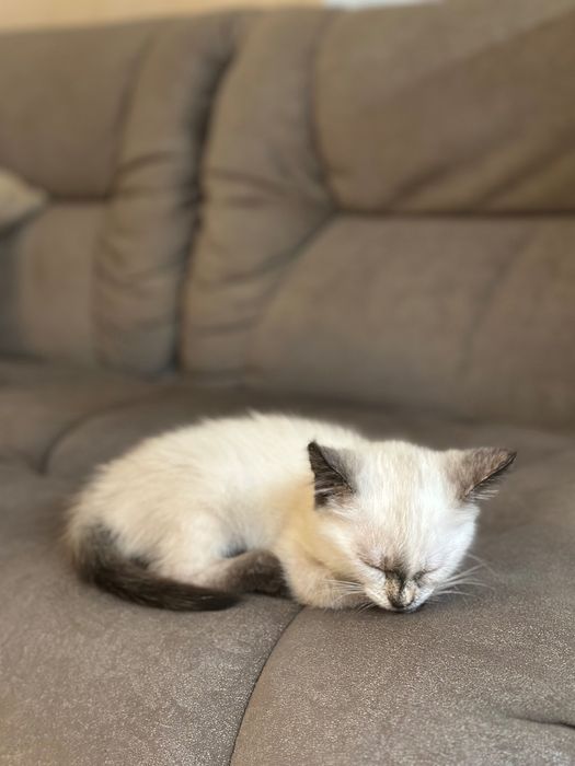 Регдолл дівчинка, 5 міс