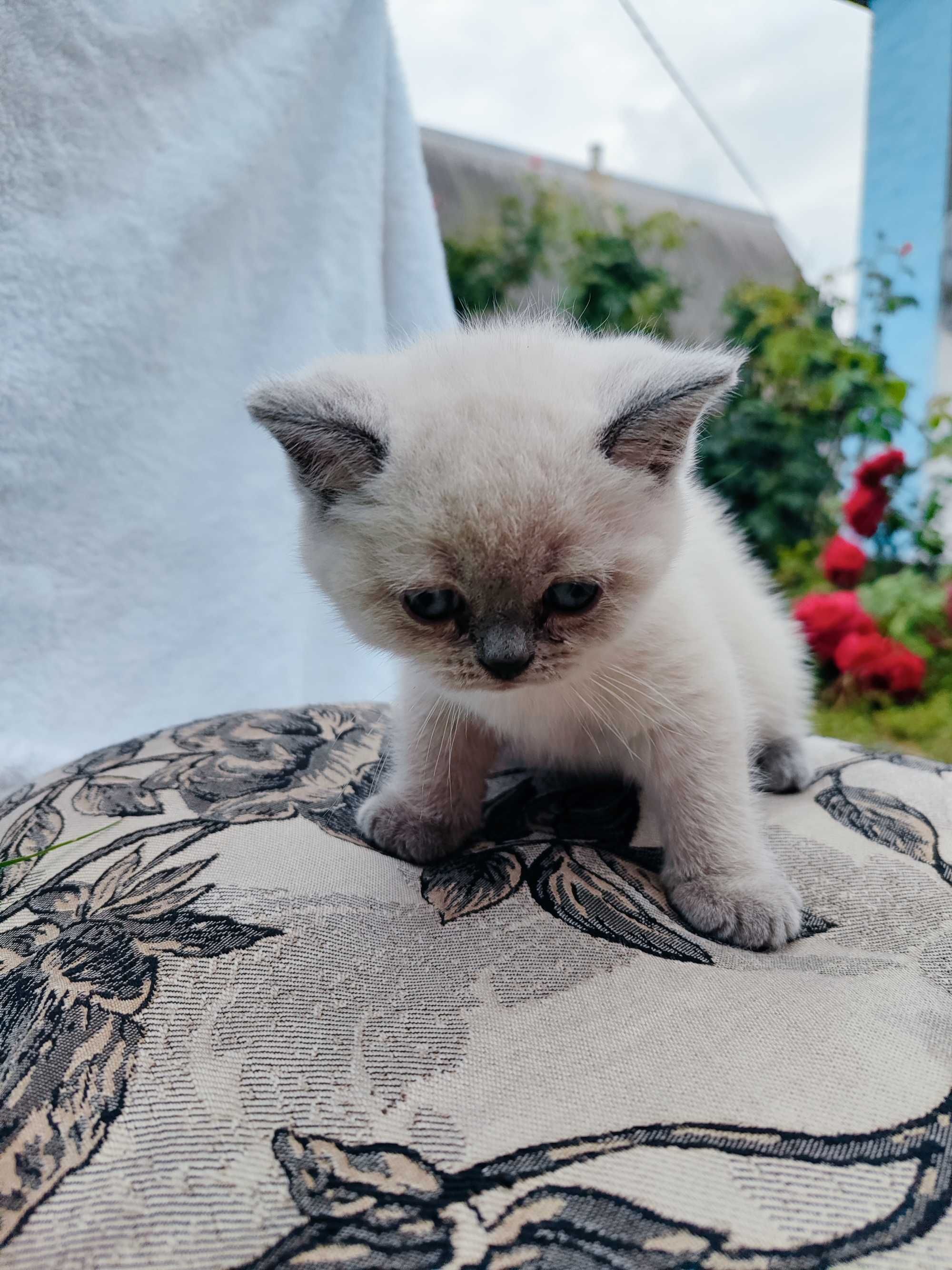 Продаються кошенята