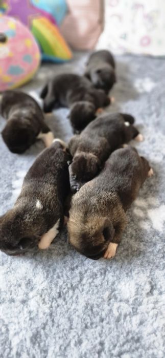 Akita Amerykanska FCI piesek zkwp