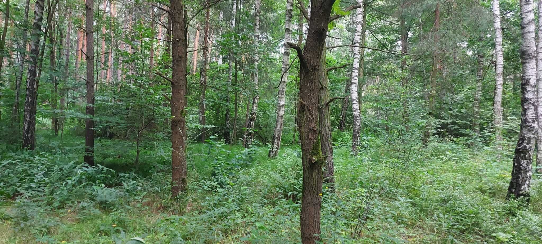 Leśna działka rekreacyjna w Kotulinie