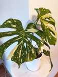 Monstera Thai Constellation