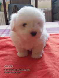 Coton de Tulear FCI (piesek)