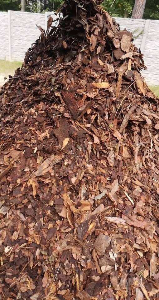 Tuja Thuja Szmaragd