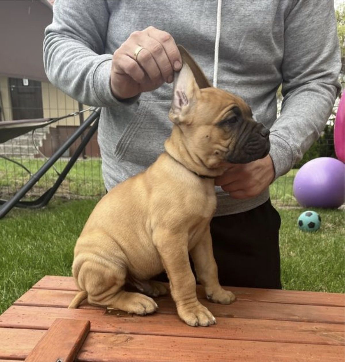 Cane Corso mocny pies