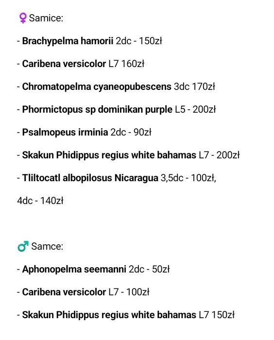 Caribena versicolor samiec l7