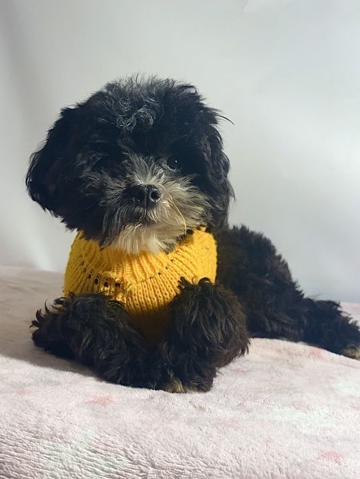 Дуже класнючі міні мальтипу бебі фейс