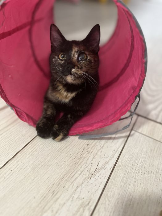 Котенок Эмбер стерилизована 5 мес