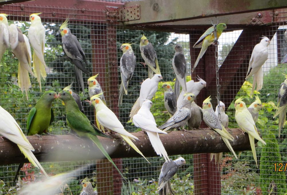 Sprzedam papugi Nimfy.