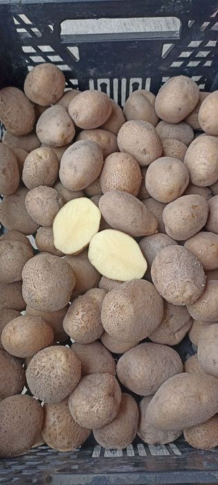 Картопля посадкова, 1-2 репродукції