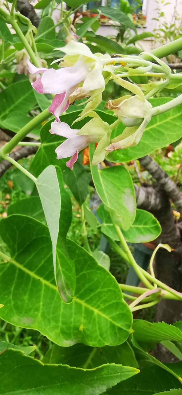 Trepadeira com flores rosa