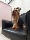 York,Yorkshire Terrier,Shih Tzu,Maltańczyk,Chihuahua reproduktor
