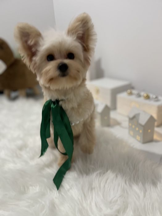 Міні-принцеси Помапу чекають на свої сімї