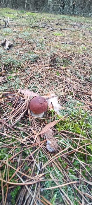 Suszony borowik szlachetny tegoroczny pakowany próżniowo 100g