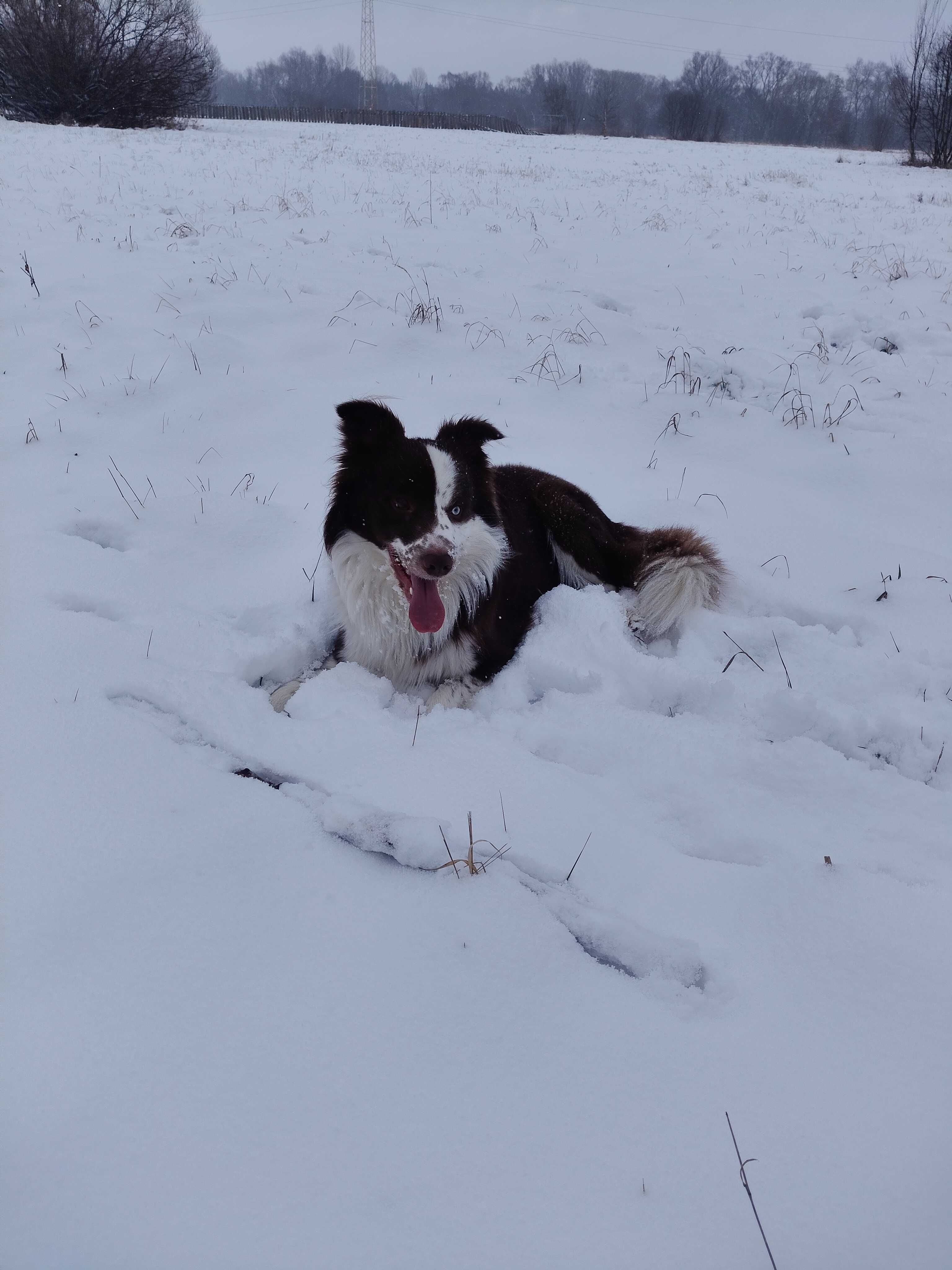 Border Collie Reproduktor