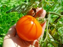 Sementes de tomate laranja