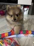 Szpic miniaturowy pomeranian