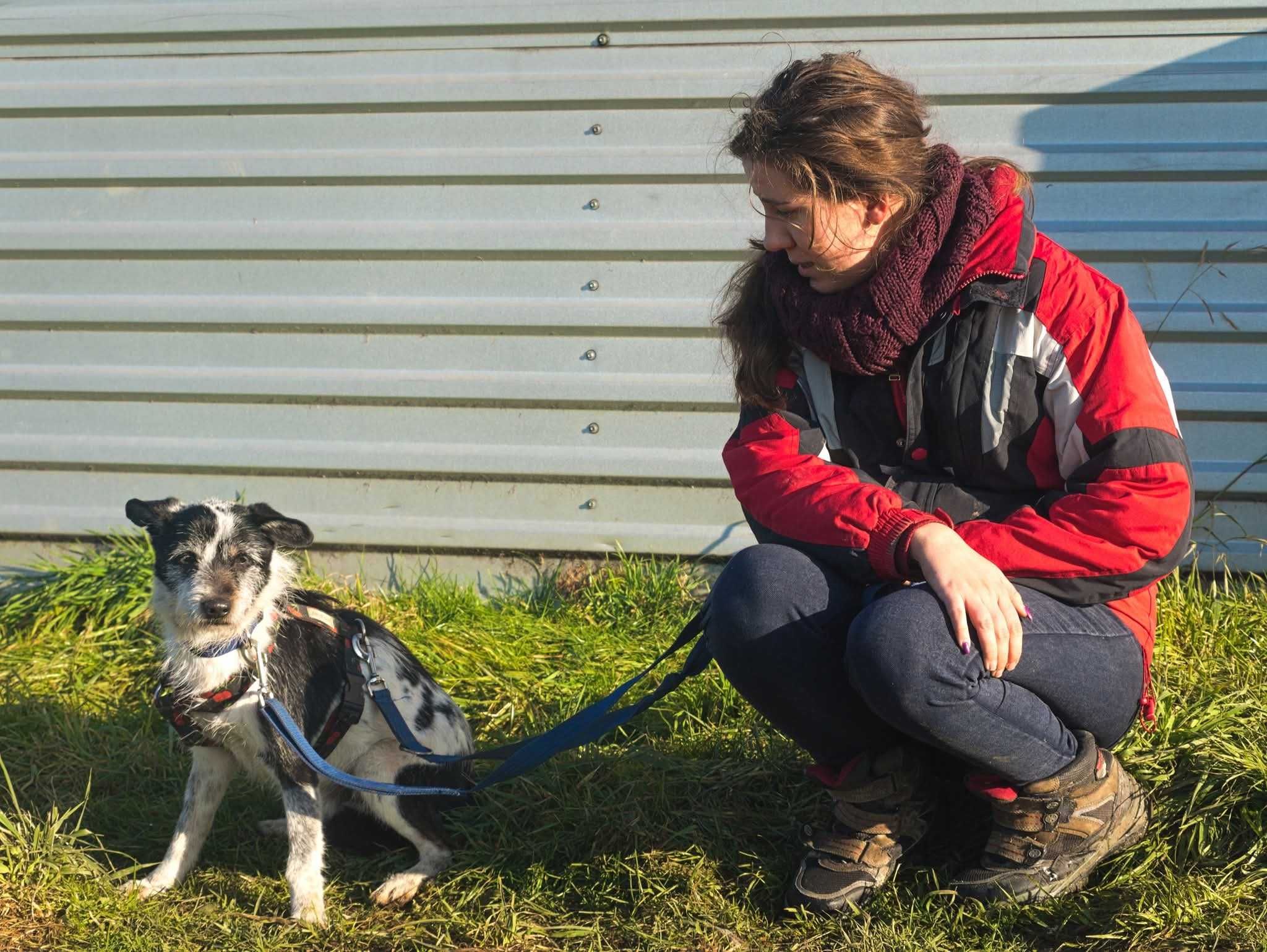 Eldo czarno białe psie cudo prosi o dom ADOPCJA